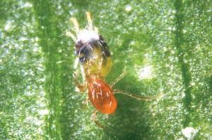 Phytoseius persimilis is most effective when a mite population already exists. Photo courtesy of Syngenta