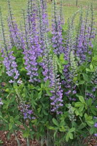 Baptisia 'Blue Towers' from Plant Delights Nursery