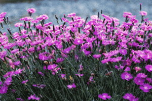 Dianthus 'Firewitch' from Emerald Coast Growers