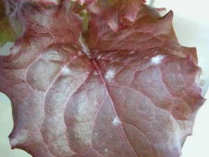 Powdery mildew on lettuce. Photo credit: SHS Griffin