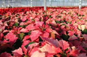 A recurring problem with spider mites on poinsettia crops lead D.S. Cole Growers to use predators, including Eretmocerus eremicus and Encarsia formosa. The change led to being able to eliminate pesticide applications on poinsettias and a major chemical cost savings.