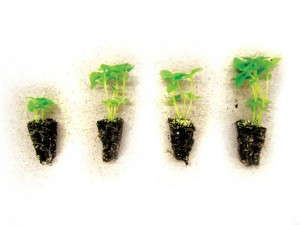 Basil seedlings, Control and 3 organic fertilizer treatments
