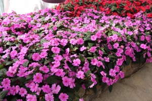Bounce impatiens from Selecta in a bed planting