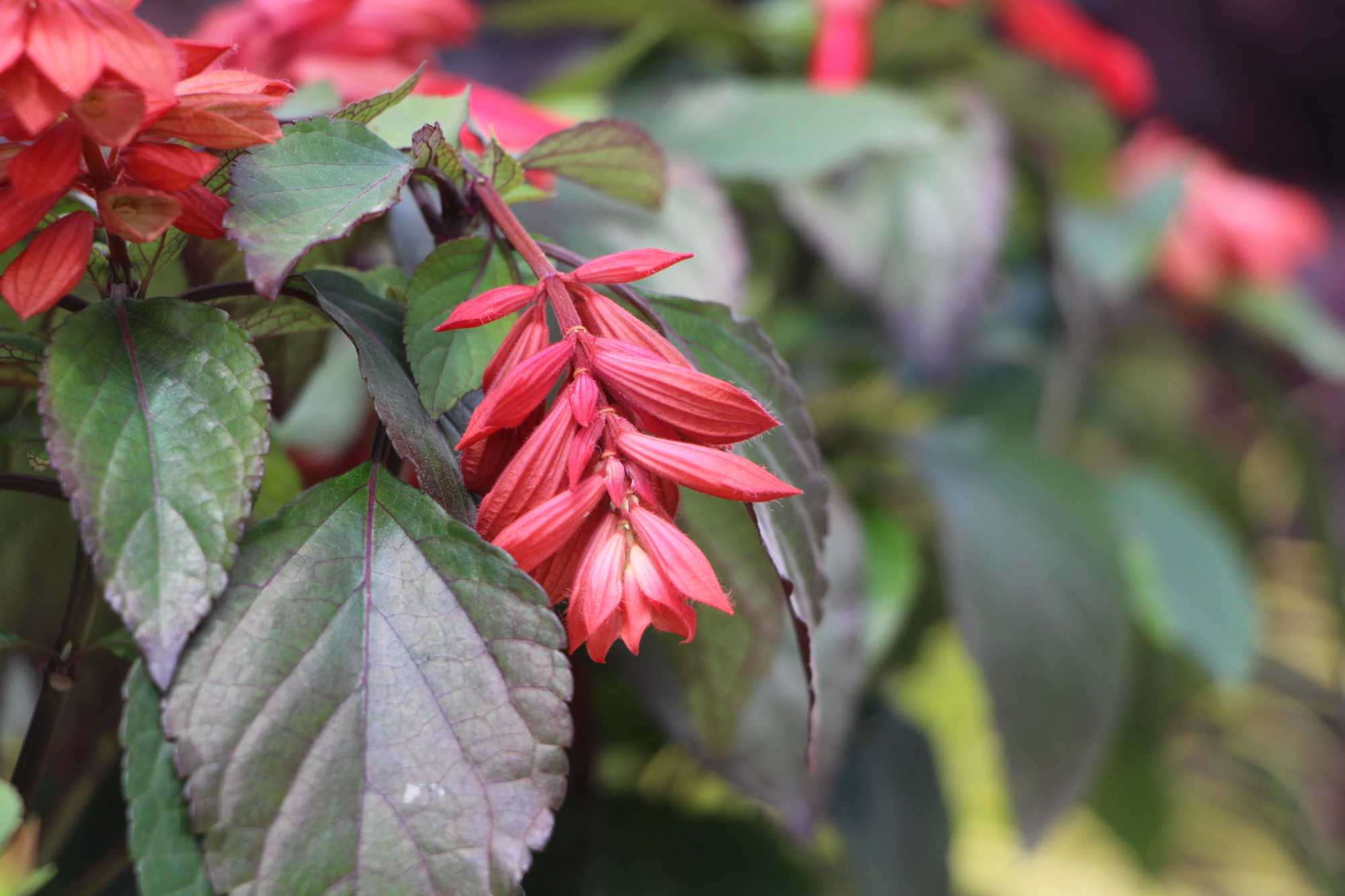 Two New Salvias Added To Southern Living Plant Collection