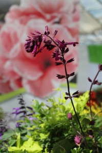 Love and Wishes salvia from Sunset WesternGarden Collection