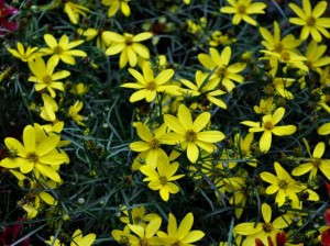 Coreopsis 'Electric Avenue' will be promoted as the 'Mayo Clinic Flower of Hope.'