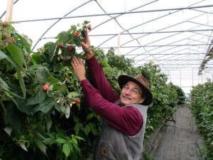 Howard Prussack greenhouse raspberries, High Meadows Farm