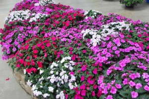 Ball Horticultural Company, KeyGene Announce Successful Genome Sequencing of Impatiens
