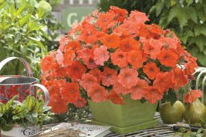 Genetically Modified Petunia Update: Breeders Take Swift Action, USDA Requires Import Authorization
