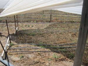 Photo 1, Drip irrigation resource management, Mike Mellano, Mellano & Co.
