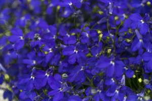 2014 New Varieties Guide (perennial) Lobelia 'Hot Royal Blue' (Westflowers)