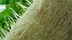 Biostrate-Microgreens-growing-media-by-Grow-Tech