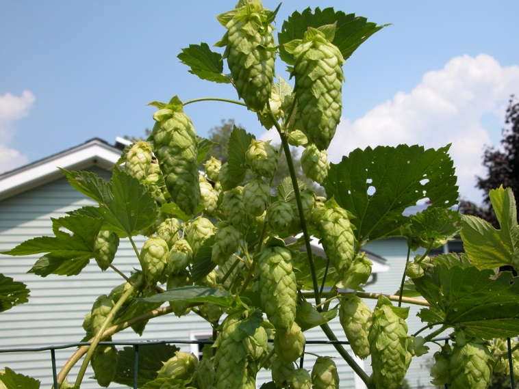 A hop crop showing the mature female cones just prior to harvest. Glands at the base of each individual cone scale produce compounds that contribute bitterness to beer, which balances sweetness created by the fermentation of barley malt. 