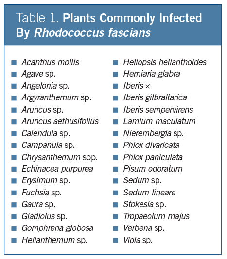 Plants Commonly Infected By Rhodococcus fascians