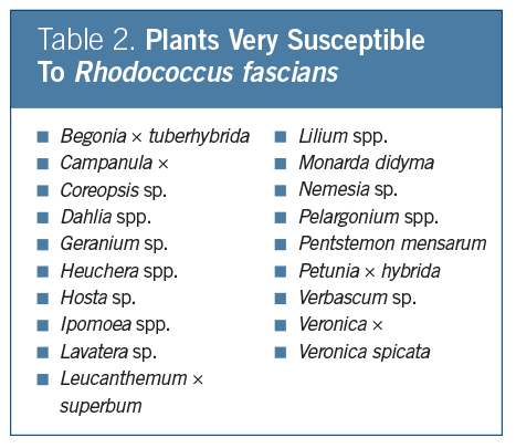 Plants Susceptivle to Rhodococcus fascians