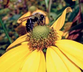 Restricting foliar pesticide applications on blooming plants to early morning or as dusk approaches in the evening reduces direct exposure to bees.