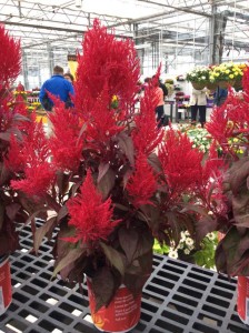 Sakata S Celosia Dragon S Breath Steals The Show In Salinas Greenhouse Grower