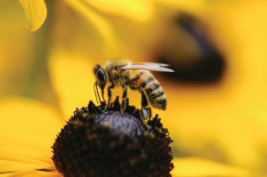 Bees And Pesticides