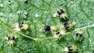 Two-spotted spider mites, adults and eggs