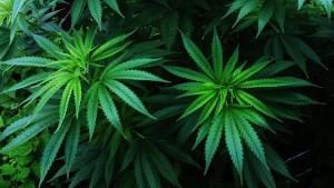 cannabis, marijuana plant