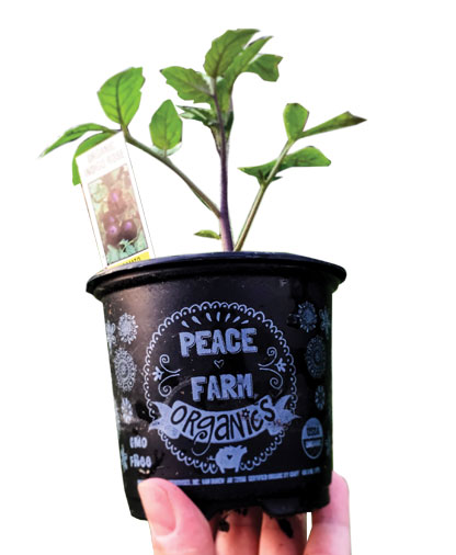 A local artist designed all the POP for Parks Brothers’ Peace Farm Organics line.