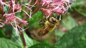 Pollinator-Conference-NC State