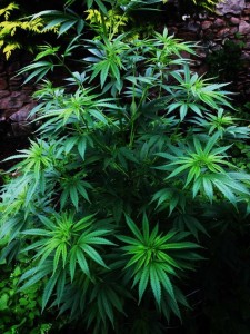 cannabis-490330_1280