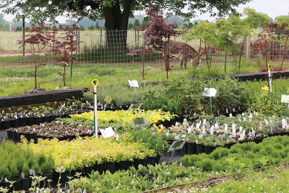 Mike’s Backyard Nursery sells mostly flowering shrubs in 2-quart pots