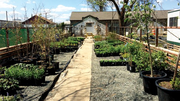 Roots To Re-Entry’s ornamental plant nursery donates plants to local community gardens