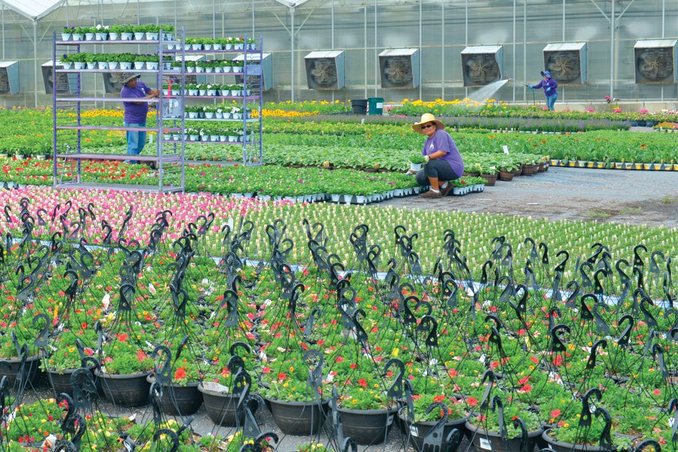 Bell Nursery grows in an environmentally and socially responsible manner and is a Veriflora-certified sustainable producer