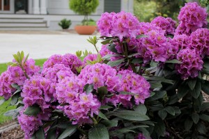 Rhododendron ‘Dandy Man’ (Proven Winners ColorChoice Shrubs)