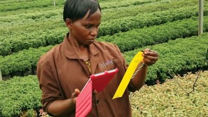 Florensis Kenya has developed a scouting app, which provides near real-time data from the field and makes crop protection interventions even more effective, says Robbert Hamer