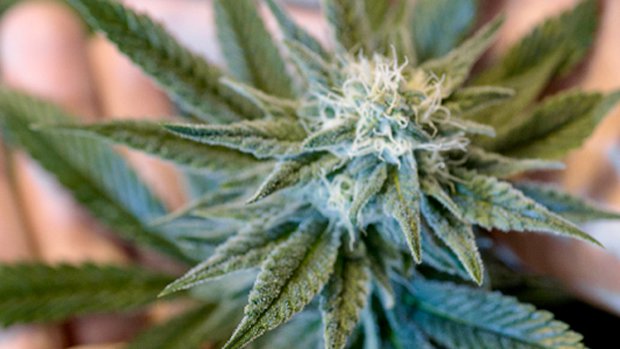 Largest Canadian Cannabis Grower Calls for Focus on Quality and Professionalizing of Industry ...