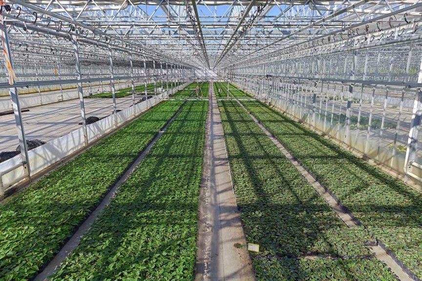 MarylandBased SunMed Growers Nabs Cannabis License Greenhouse Grower