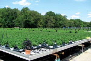 Biocontrols and beneficials absolutely can be used in outdoor production, with the use of banker plant systems