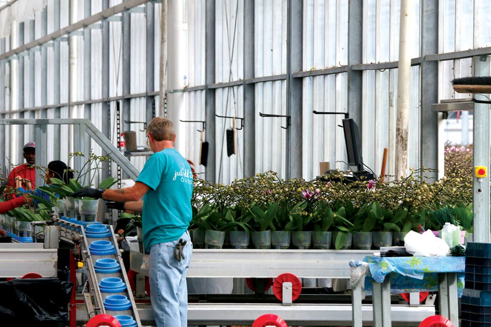 Employees separate the plants by stem count, bud development and height. “This process allows us to respond more quickly to specific requests from customers,” Van Wingerden says