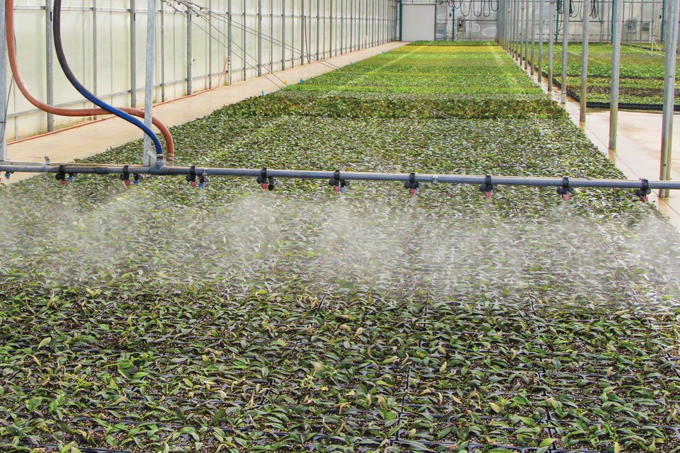 Now the plants can be sent back into the greenhouse to be readied for delivery, receiving the appropriate amount of inputs needed according to their stage of growth