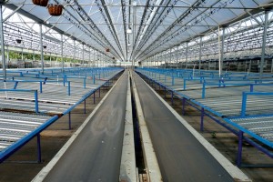 The new Echo-Veyor has significantly reduced the amount of time the team at Dallas Johnson Greenhouses was spending pulling orders and shipping in the spring
