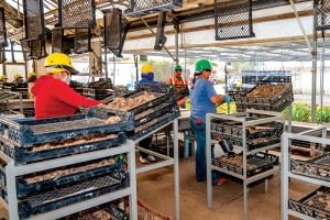 Workers at Golden State Bulb Growers clean Calla tubers and select the best quality bulbs, placing them on conveyors to be graded, counted and sorted in the new system