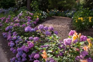 New Hydrangea Test Garden Announced For Heritage Museums And