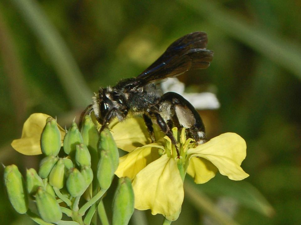 Andrenidae - Andrena agilissima