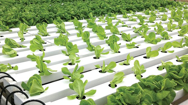 Increased customer demand led Good Harvest Farms to add hydroponic lettuce in 2000