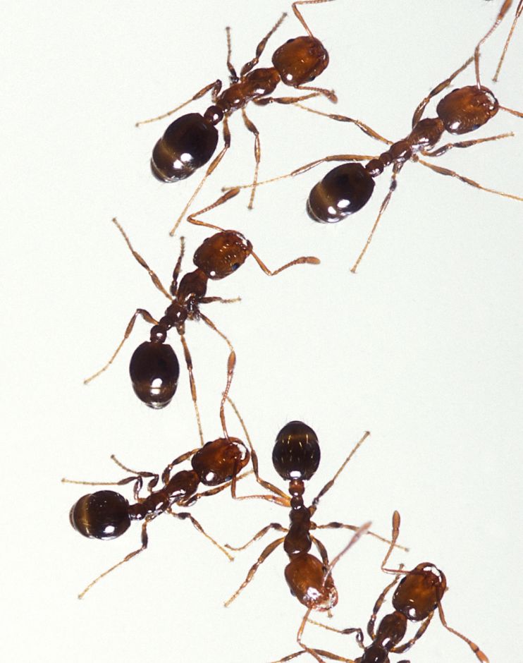 Imported red fire ant free image