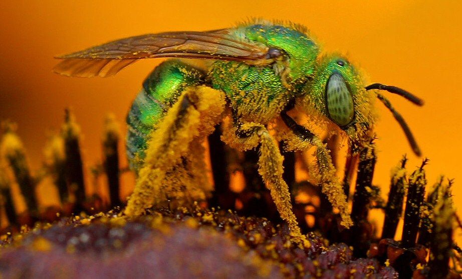 Iridescent green sweat bee