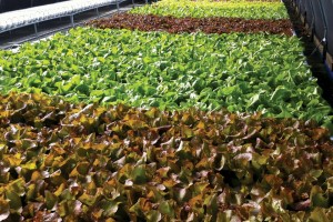 Local Appetite produces hydroponic lettuce and other leafy greens in high tunnels