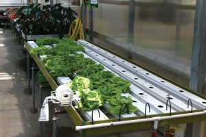 Make sure you have a market before investing in hydroponic lettuce.