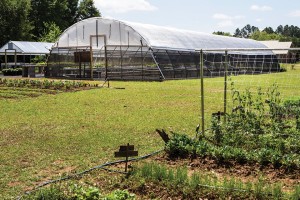Producing in high tunnels and open-field allows Local Appetite to serve several markets year round