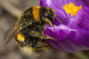 Pollinator Update: The Bumblebee on the Endangered List and What That Means to You