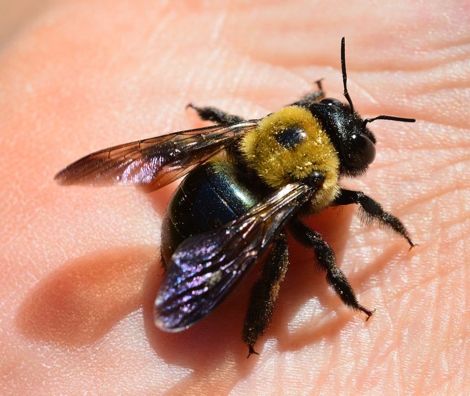 carpenter bee free image
