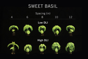 Figure 1. Sweet basil grown on 4- to 12-inch-centers spacing under low (~6 mol∙m−2∙d−1) or